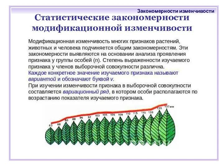 Статистические закономерности модификационной изменчивости