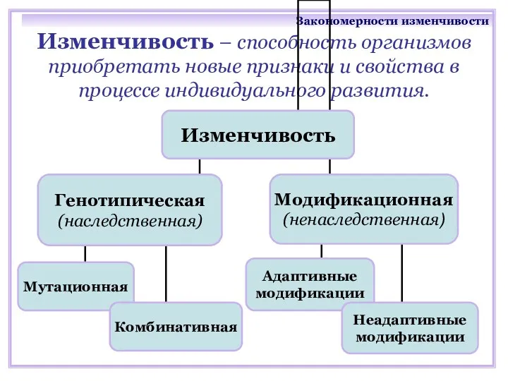 Изменчивость – способность организмов приобретать новые признаки и свойства в процессе индивидуального развития. Закономерности изменчивости