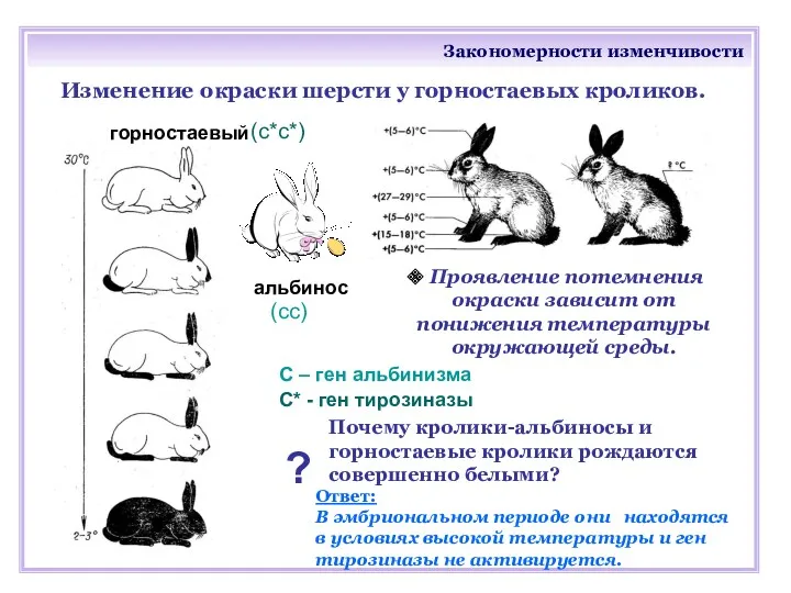 Закономерности изменчивости Изменение окраски шерсти у горностаевых кроликов. Проявление потемнения