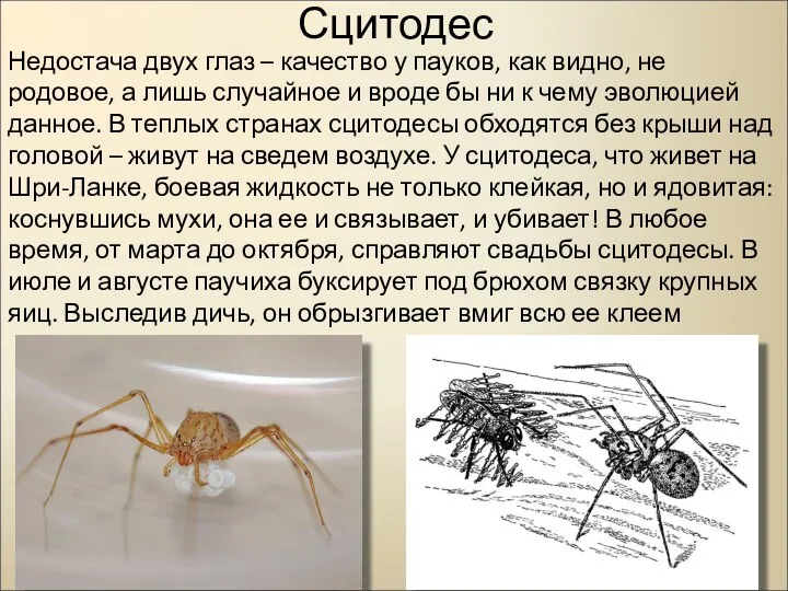 Сцитодес Недостача двух глаз – качество у пауков, как видно,