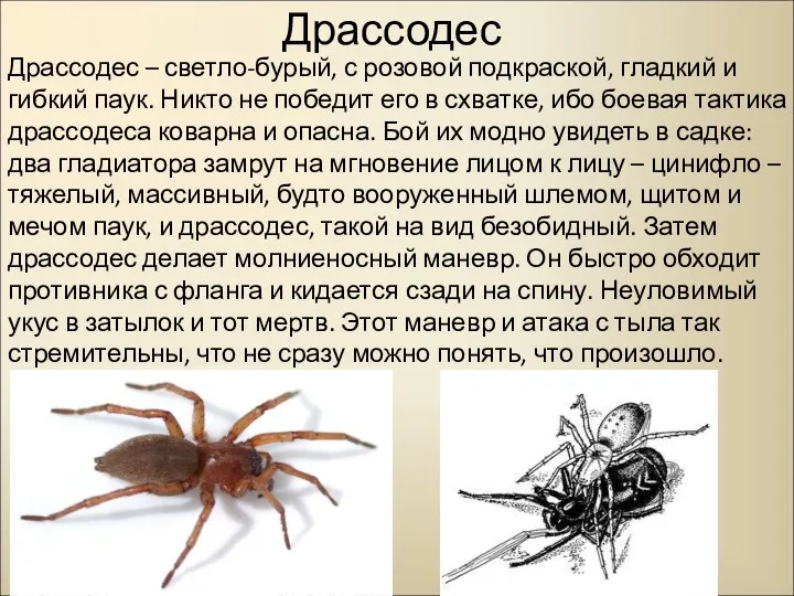 Драссодес Драссодес – светло-бурый, с розовой подкраской, гладкий и гибкий