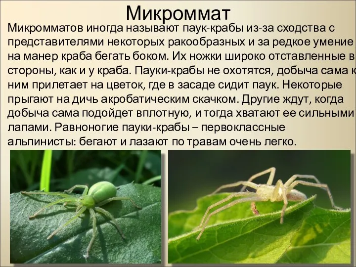 Микроммат Микромматов иногда называют паук-крабы из-за сходства с представителями некоторых