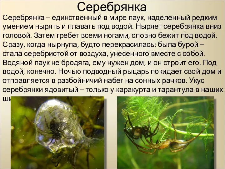 Серебрянка Серебрянка – единственный в мире паук, наделенный редким умением