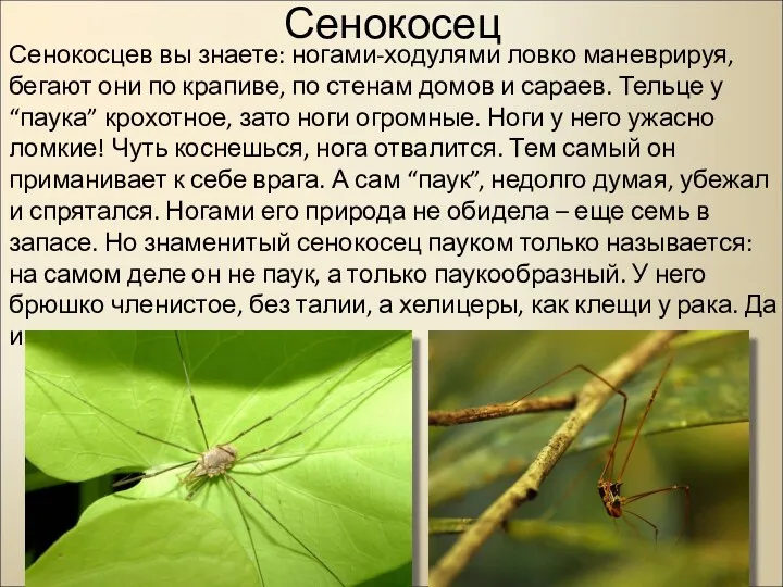 Сенокосец Сенокосцев вы знаете: ногами-ходулями ловко маневрируя, бегают они по