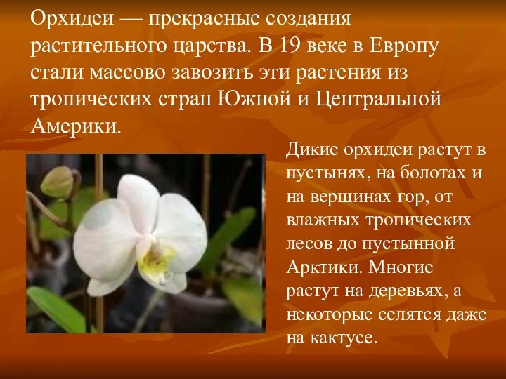 Орхидеи — прекрасные создания растительного царства. В 19 веке в