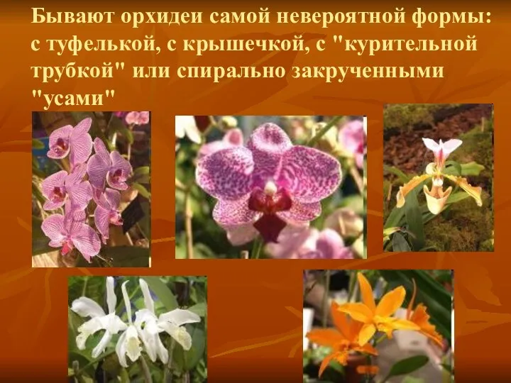 Бывают орхидеи самой невероятной формы: с туфелькой, с крышечкой, с "курительной трубкой" или спирально закрученными "усами"
