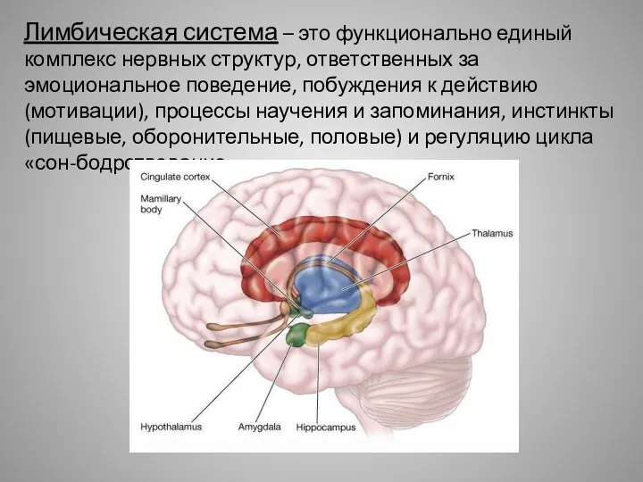 Лимбическая система – это функционально единый комплекс нервных структур, ответственных