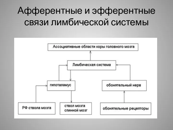 Афферентные и эфферентные связи лимбической системы