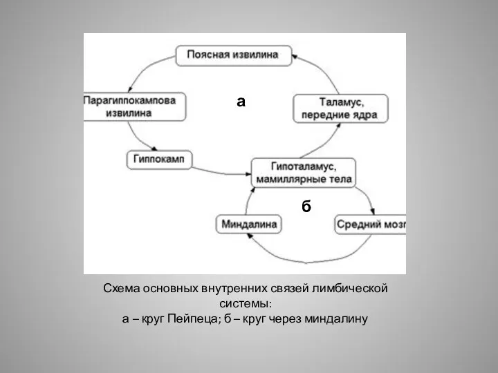 Схема основных внутренних связей лимбической системы: а – круг Пейпеца;
