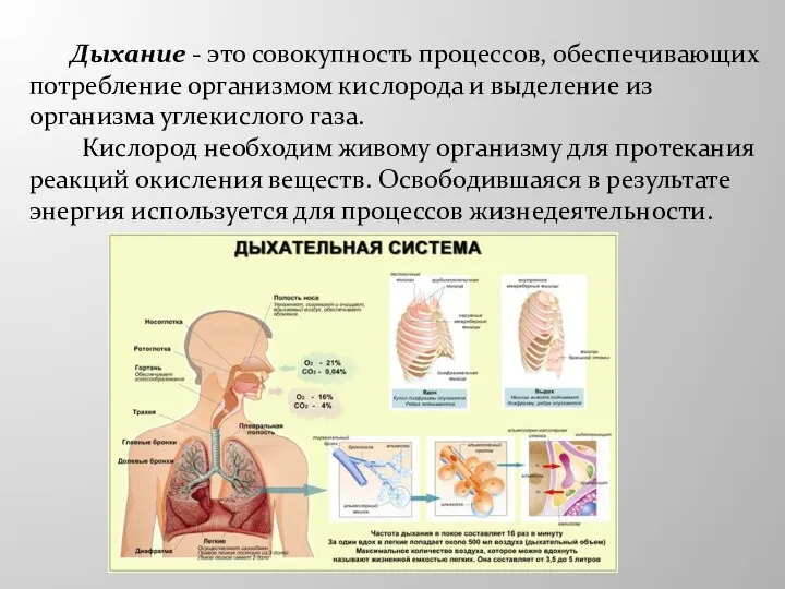 Дыхание - это совокупность процессов, обеспечивающих потребление организмом кислорода и