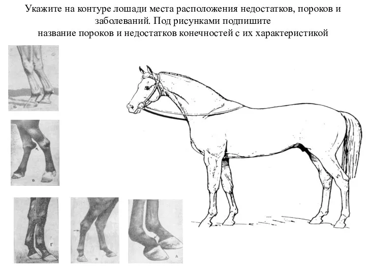 Укажите на контуре лошади места расположения недостатков, пороков и заболеваний.