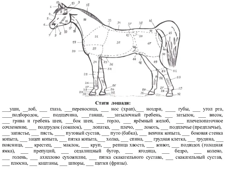 Стати лошади: ___уши, __лоб, ___ глаза, ___переносица, ___ нос (храп),___