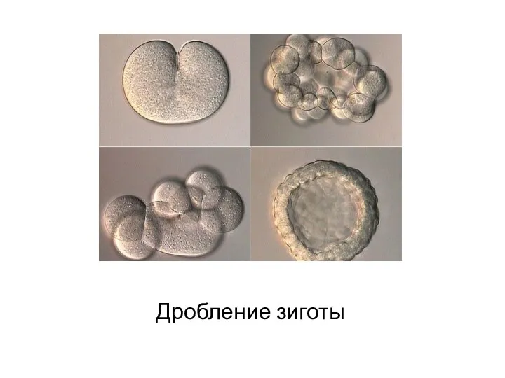 Этапы эмбрионального развития Дробление зиготы