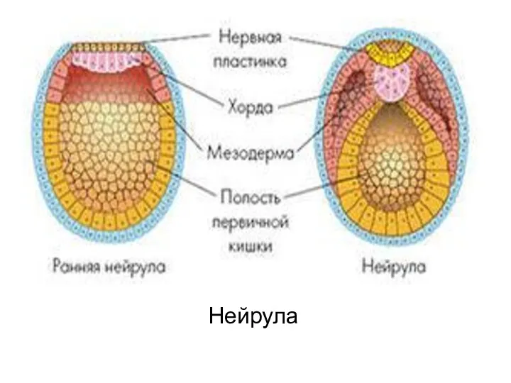 Нейрула