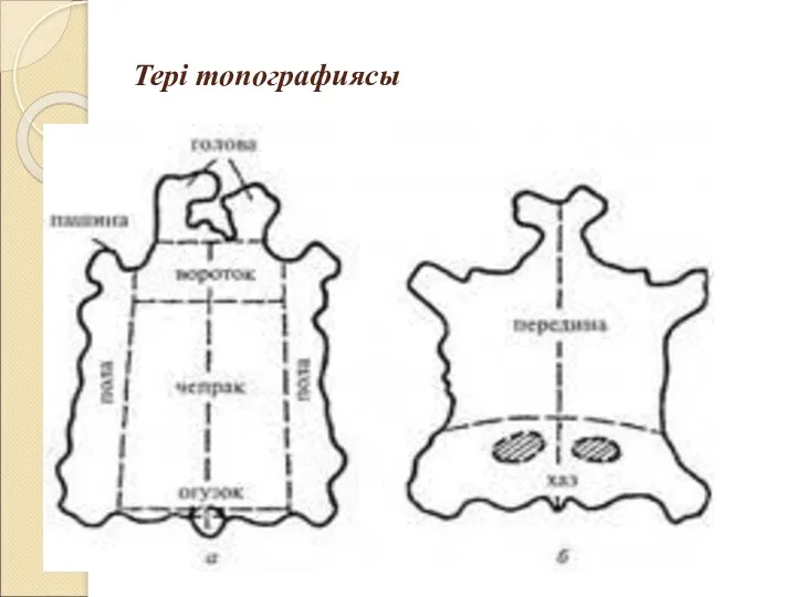 Тері топографиясы