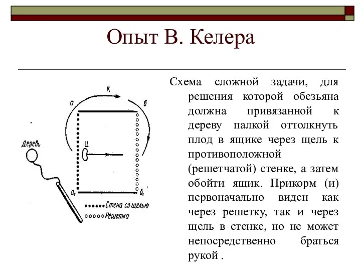 Опыт В. Келера Схема сложной задачи, для решения которой обезьяна