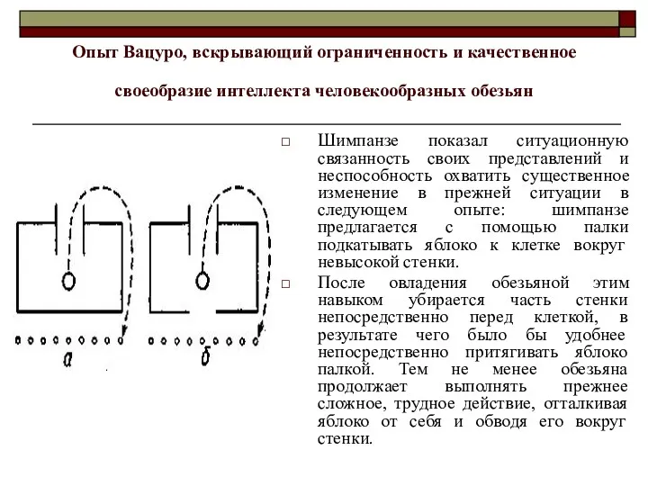 Опыт Вацуро, вскрывающий ограниченность и качественное своеобразие интеллекта человекообразных обезьян