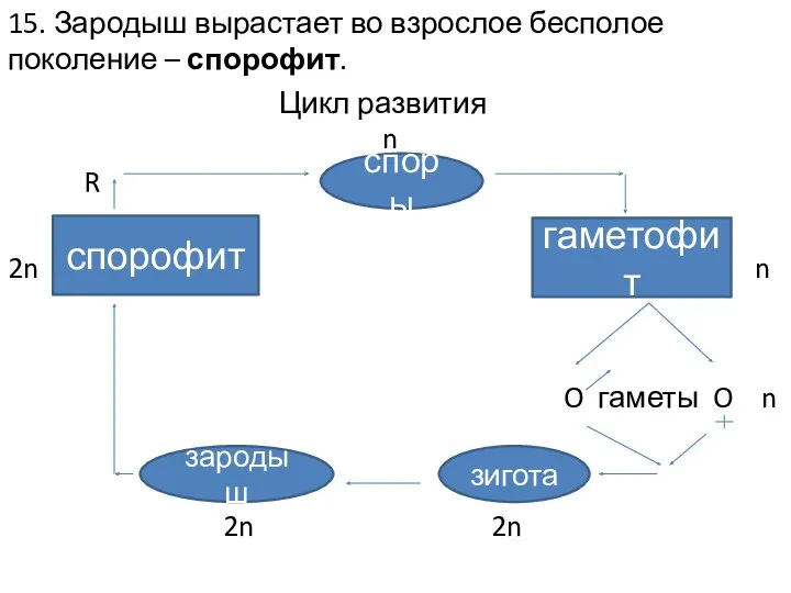 15. Зародыш вырастает во взрослое бесполое поколение – спорофит. Цикл