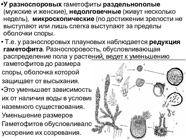 У разноспоровых гаметофиты раздельнополые (мужские и женские), недолговечные (живут несколько