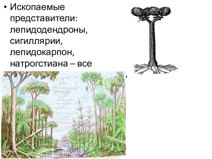 Ископаемые представители: лепидодендроны, сигиллярии, лепидокарпон, натрогстиана – все разноспоровые растения и с «семяпочками».