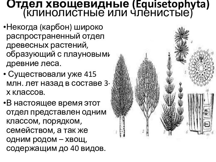 Отдел хвощевидные (Equisetophyta) (клинолистные или членистые) Некогда (карбон) широко распространенный