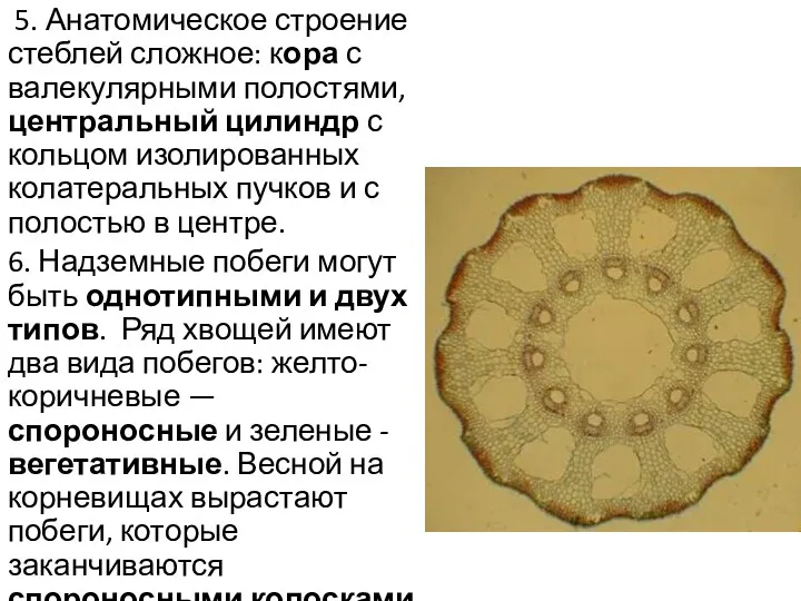 5. Анатомическое строение стеблей сложное: кора с валекулярными полостями, центральный