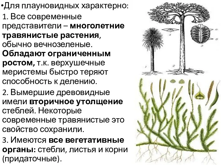 Для плауновидных характерно: 1. Все современные представители – многолетние травянистые