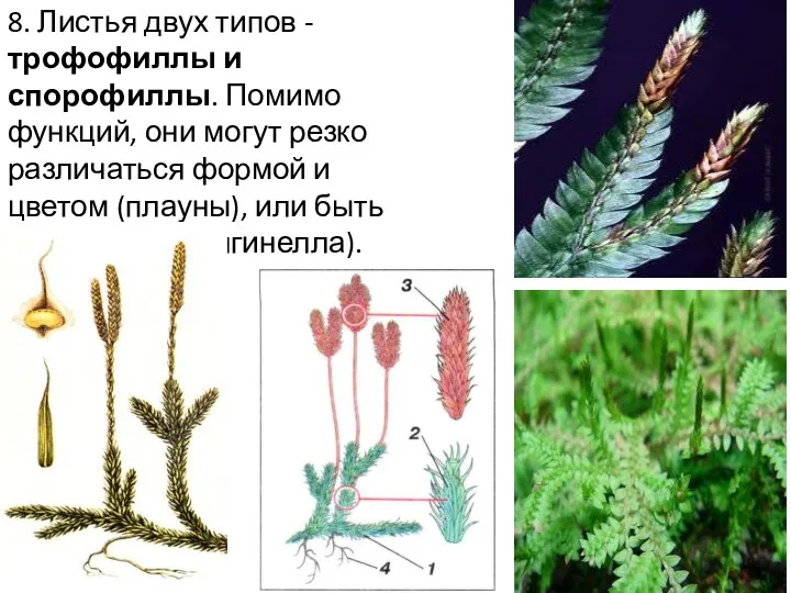 8. Листья двух типов - трофофиллы и спорофиллы. Помимо функций,