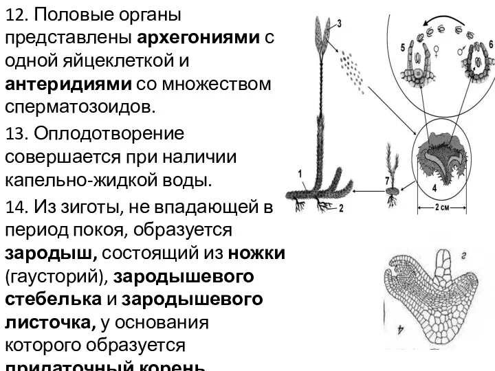 12. Половые органы представлены архегониями с одной яйцеклеткой и антеридиями