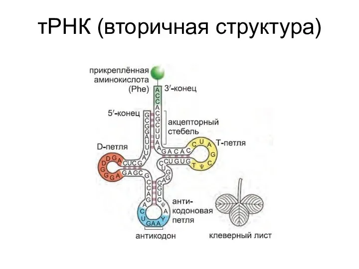 тРНК (вторичная структура)