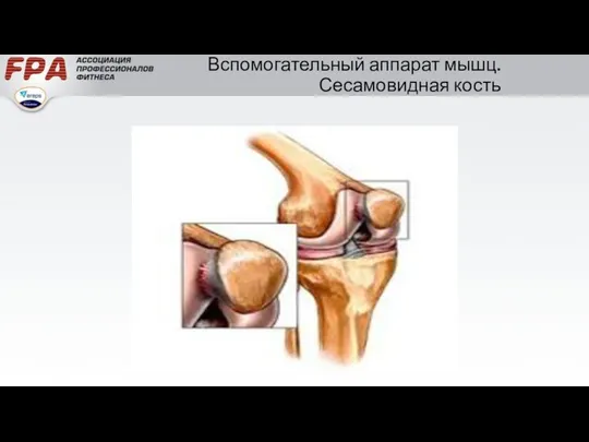 Вспомогательный аппарат мышц. Сесамовидная кость