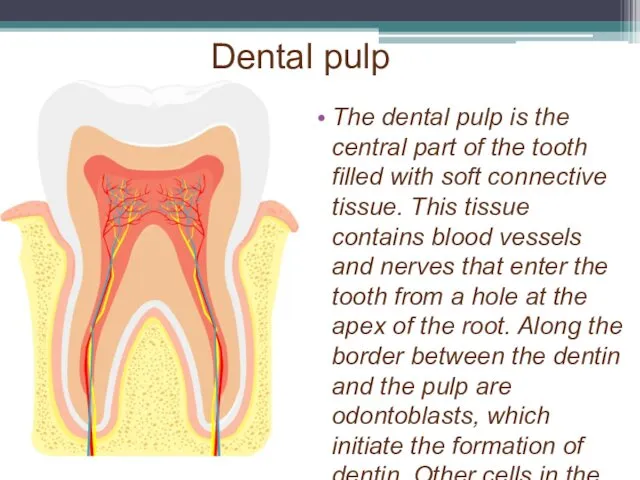 Dental pulp The dental pulp is the central part of