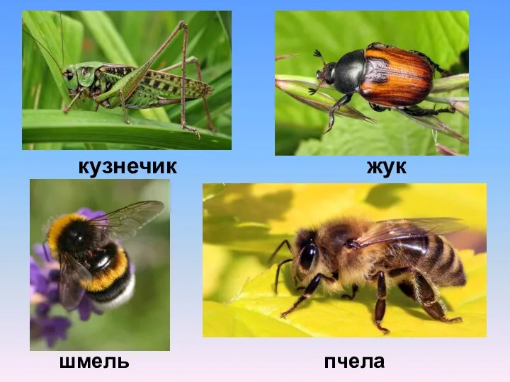 кузнечик жук шмель пчела