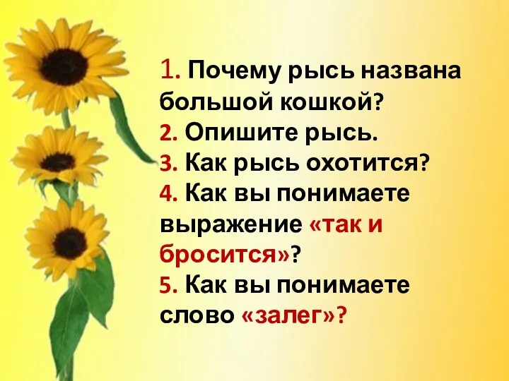 1. Почему рысь названа большой кошкой? 2. Опишите рысь. 3. Как рысь охотится?