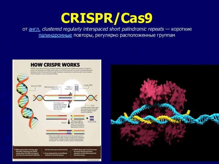 CRISPR/Cas9 от англ. clustered regularly interspaced short palindromic repeats — короткие палиндромные повторы, регулярно расположенные группам