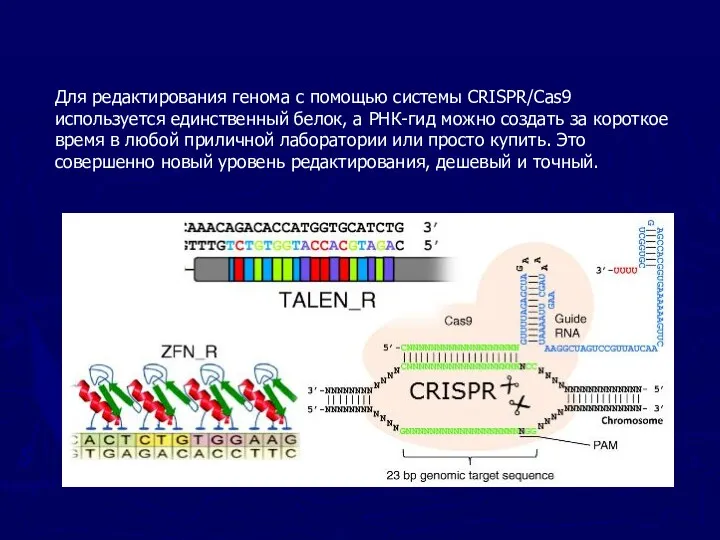Для редактирования генома с помощью системы CRISPR/Cas9 используется единственный белок,