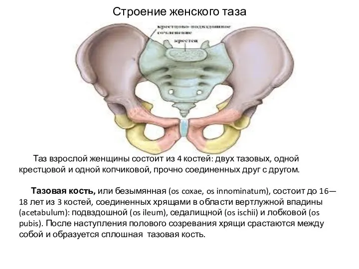 Строение женского таза Таз взрослой женщины состоит из 4 костей: