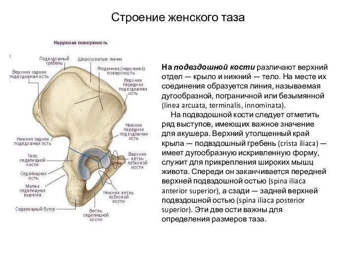 Строение женского таза На подвздошной кости различают верхний отдел —