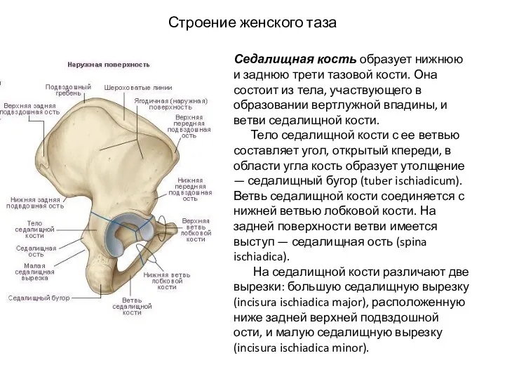 Строение женского таза Седалищная кость образует нижнюю и заднюю трети