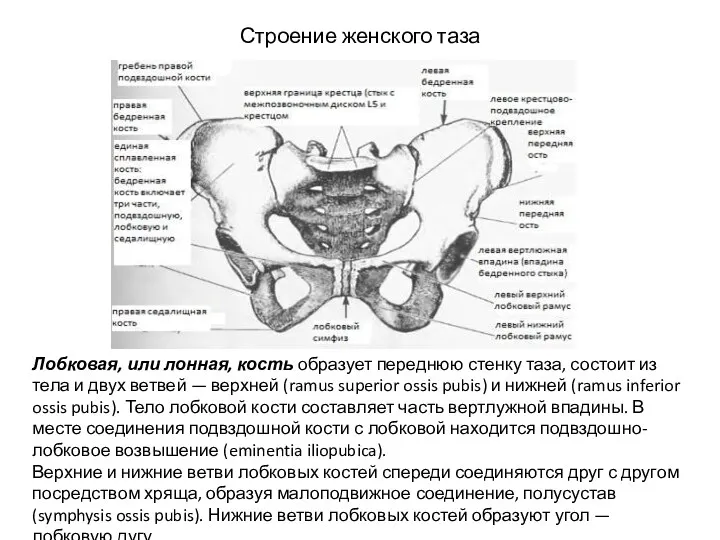 Строение женского таза Лобковая, или лонная, кость образует переднюю стенку