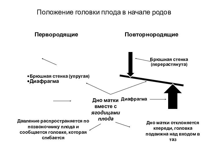 Положение головки плода в начале родов Первородящие Брюшная стенка (упругая)