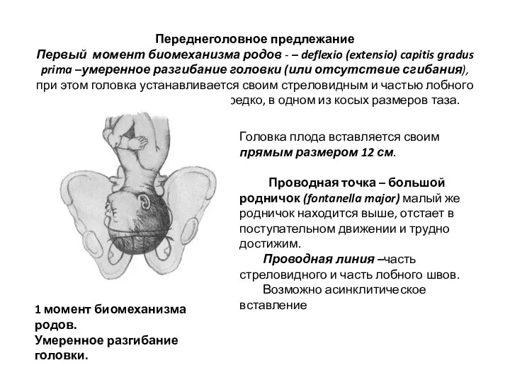 Переднеголовное предлежание Первый момент биомеханизма родов - – deflexio (extensio)