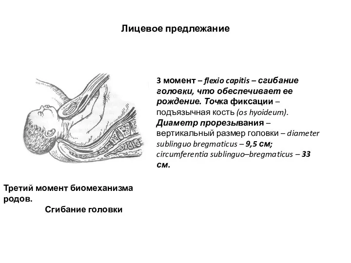 Лицевое предлежание Третий момент биомеханизма родов. Сгибание головки 3 момент
