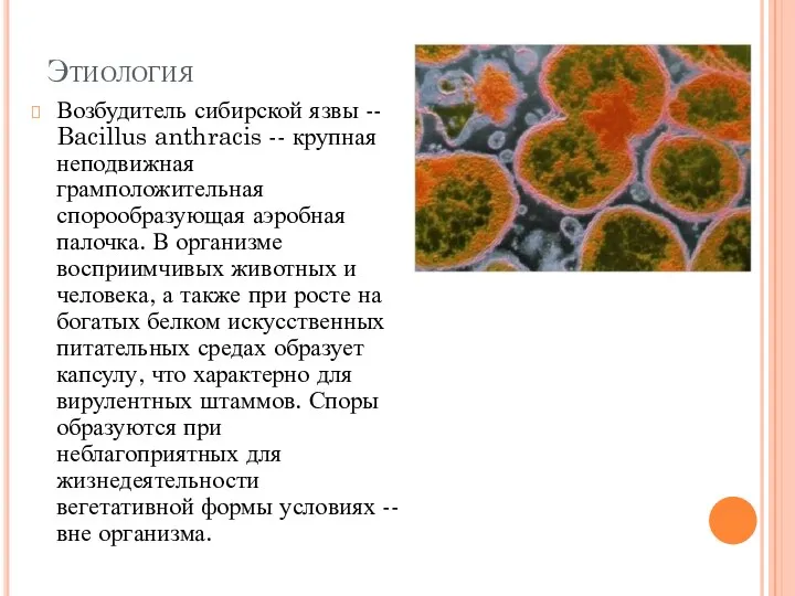 Этиология Возбудитель сибирской язвы -- Bacillus anthracis -- крупная неподвижная грамположительная спорообразующая аэробная