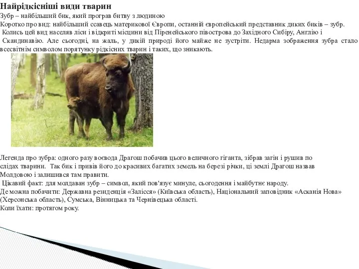 Найрідкісніші види тварин Зубр – найбільший бик, який програв битву