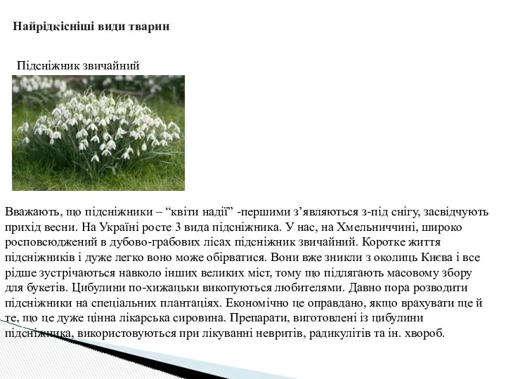 Найрідкісніші види тварин Підсніжник звичайний Вважають, що підсніжники – “квіти