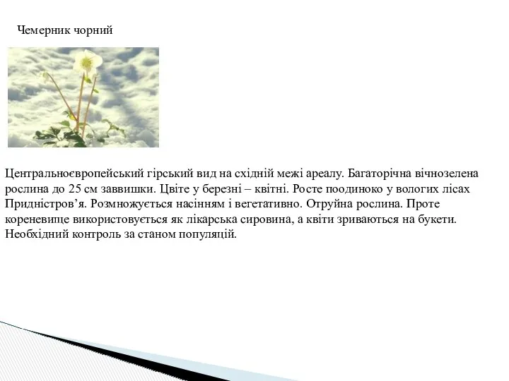 Чемерник чорний Центральноєвропейський гірський вид на східній межі ареалу. Багаторічна