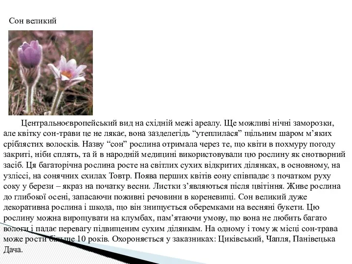 Сон великий Центральноєвропейський вид на східній межі ареалу. Ще можливі