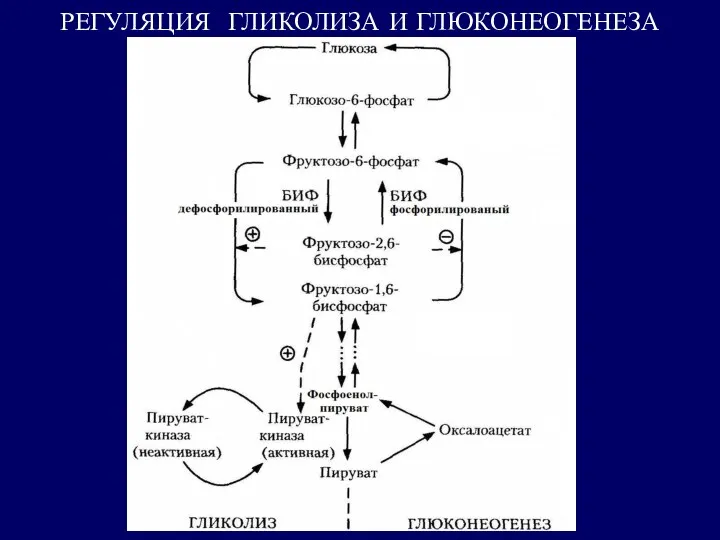 РЕГУЛЯЦИЯ ГЛИКОЛИЗА И ГЛЮКОНЕОГЕНЕЗА