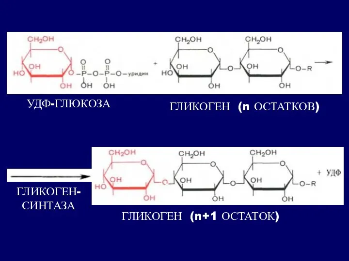 УДФ-ГЛЮКОЗА ГЛИКОГЕН (n ОСТАТКОВ) ГЛИКОГЕН- СИНТАЗА ГЛИКОГЕН (n+1 ОСТАТОК)